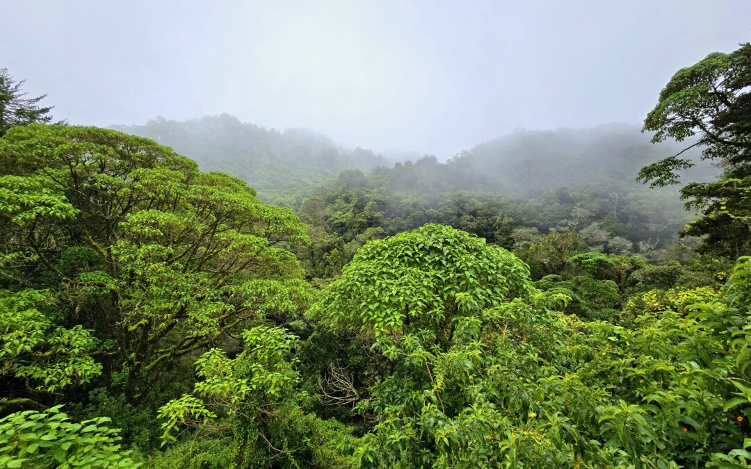 Bosque nuboso en Costa Rica